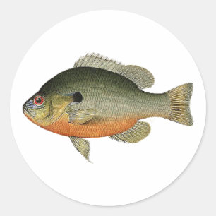 Pegatina Redonda Vintage Colorful Sunfish
