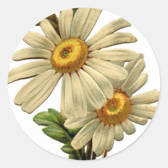 Pegatina Redonda Vintage Daisy (Anverso)