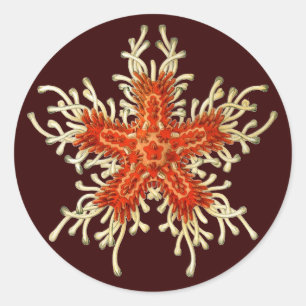 Pegatina Redonda Vintage Ernst Haeckel
