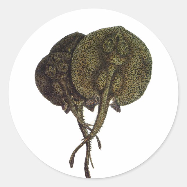 Pegatina Redonda Vintage Stingrays, animales marinos (Anverso)