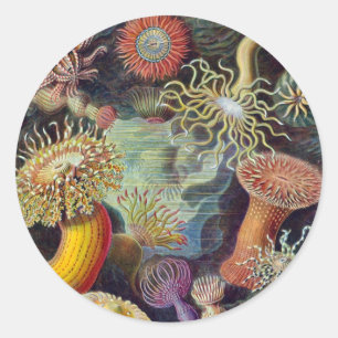 Pegatina Redonda Vintage Underwater Sea Anemones por Ernst Haeckel