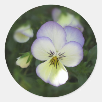 Pegatina Redonda Viola Pansy ~ Crema Lavender