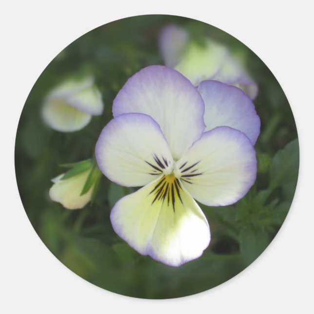 Pegatina Redonda Viola Pansy ~ Crema Lavender (Anverso)