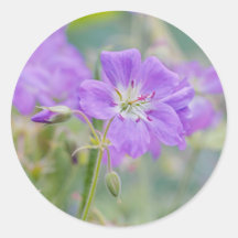 Violet Geranium Wildflower Dreamy Nature Photo