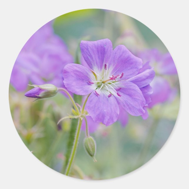 Pegatina Redonda Violet Geranium Wildflower Dreamy Nature Photo (Anverso)