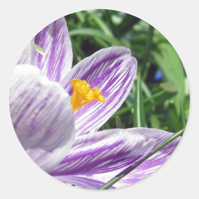 Pegatina Redonda Violet Spring Crocus (Anverso)
