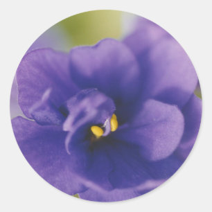 Pegatina Redonda Violeta Africana Azul Saintpaulia