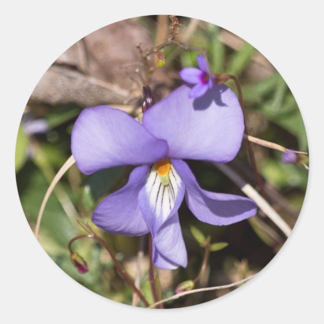 Pegatina Redonda Violeta de pies-pájaros con Bluets (Anverso)