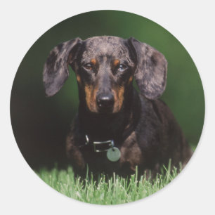 Pegatina Redonda Vista de Dachshund de color moteado