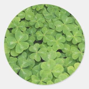 Pegatina Redonda Vista de Oxalis Oregana follaje de trébol de mader