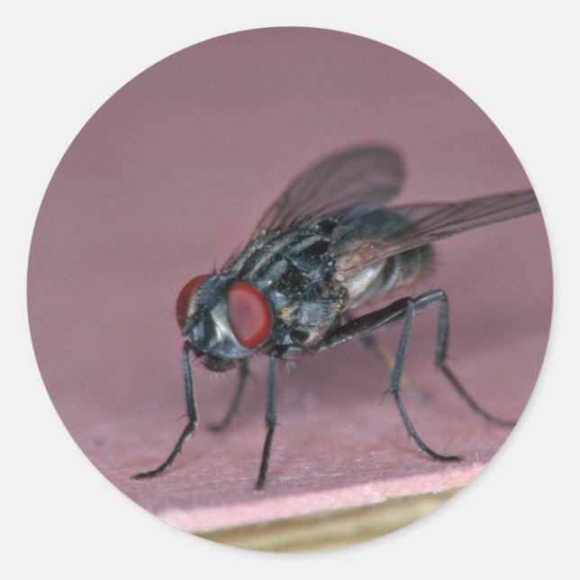 Pegatina Redonda Vista más cercana del insecto de mosca doméstica (Anverso)
