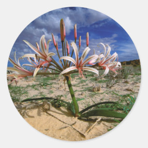 Pegatina Redonda Vlei Lily (Nerine Laticoma) en flor