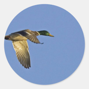 Pegatina Redonda Vuelo del pato silvestre