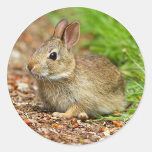 Pegatina Redonda WA, Redmond, conejo bebé de cola de algodón del es