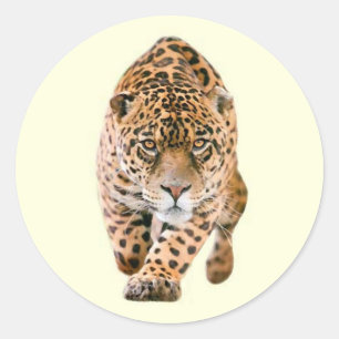 Pegatina Redonda Walking Jaguar Eyes