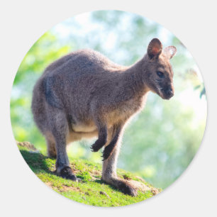 Pegatina Redonda Wallaby