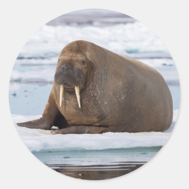 Pegatina Redonda Walrus descansando en el hielo, Noruega (Anverso)