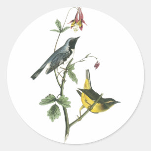 Pegatina Redonda Warbler azul de garganta negra, John Audubon