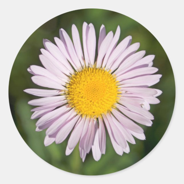 Pegatina Redonda Washington, Cordillera de Cascada, Monte Baker (Anverso)