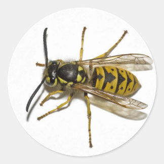 Pegatina Redonda Wasp