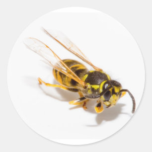 Pegatina Redonda Wasp