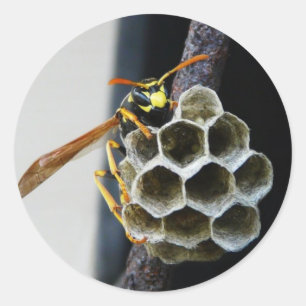 Pegatina Redonda Wasp Nest y Worker