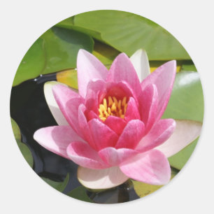 Pegatina Redonda Waterlily soleado