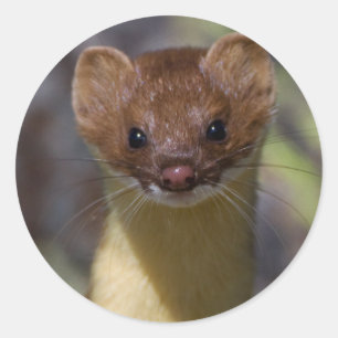 Pegatina Redonda Weasel de cola larga