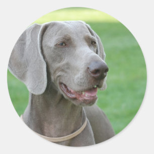 Pegatina Redonda Weimaraner