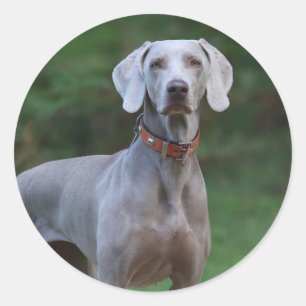 Pegatina Redonda Weimaraner Puppy Dog