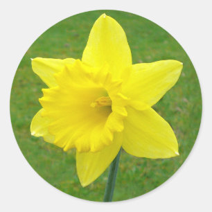 Pegatina Redonda Welsh Daffodil