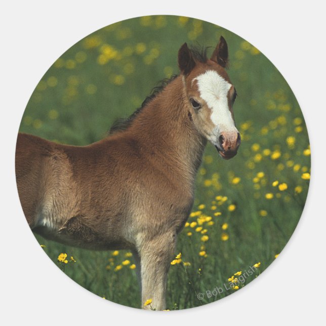 Pegatina Redonda Welsh Foal (Anverso)