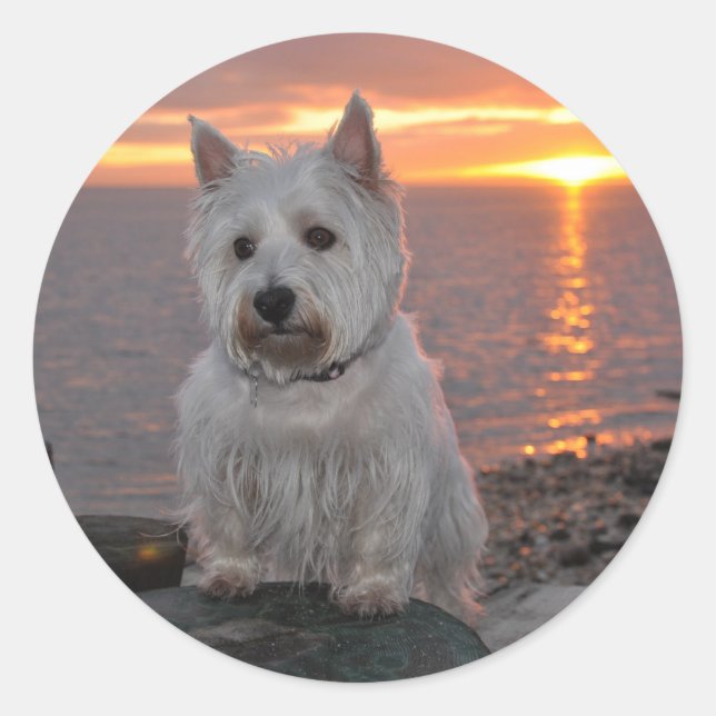 Pegatina Redonda Westie Sunset (Anverso)