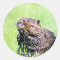 Wet Beaver
