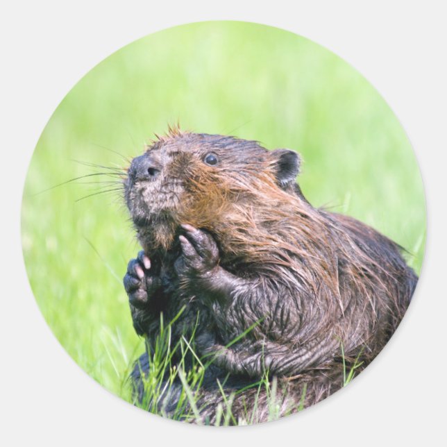 Pegatina Redonda Wet Beaver (Anverso)