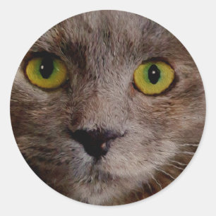 Pegatina Redonda "Whiskers de oro: Un gatito pardo pintado de petró
