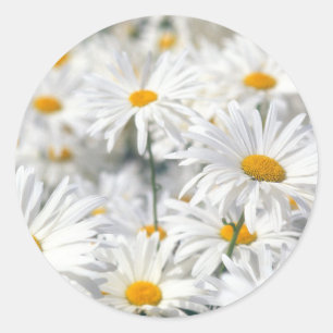 Pegatina Redonda White Daisies