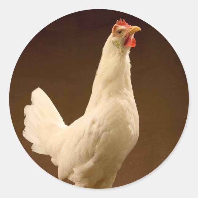 Pegatina Redonda White Leghorn Hen (Anverso)