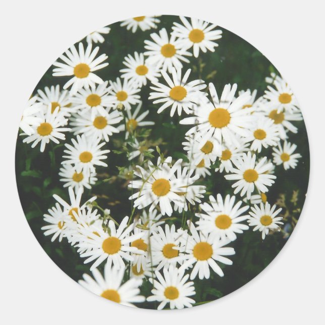 Pegatina Redonda White Oxeye Daisy Meadow (Anverso)