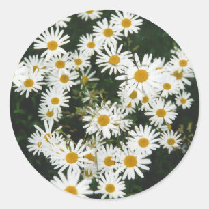 Pegatina Redonda White Oxeye Daisy Meadow