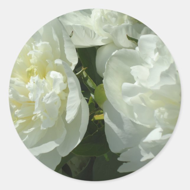 Pegatina Redonda White Peonies (Anverso)