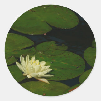 Pegatina Redonda White Waterlily I Fotografía Floral Pacífica