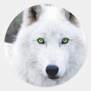 Pegatina Redonda White Wolf