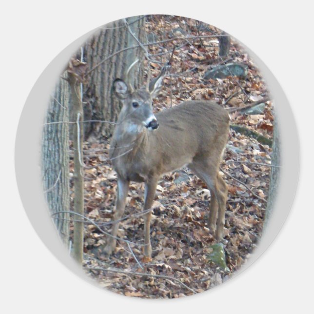Pegatina Redonda Whitetail Deer Spike Buck Series (Anverso)