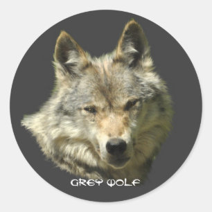 Pegatina Redonda WILD GRAY WOLF Wildlife Pegatinas