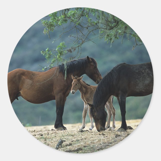 Pegatina Redonda Wild Mustang Mare & Foal (Anverso)