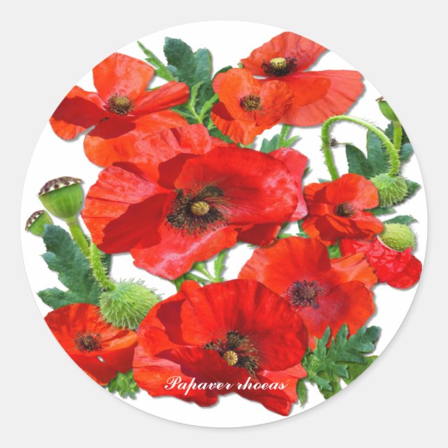 PEGATINA REDONDA WILD RED POPPY (Anverso)