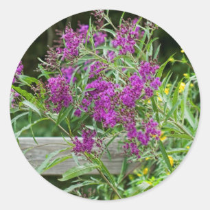 Pegatina Redonda Wildflowers púrpuras del Ironweed - gigantea de