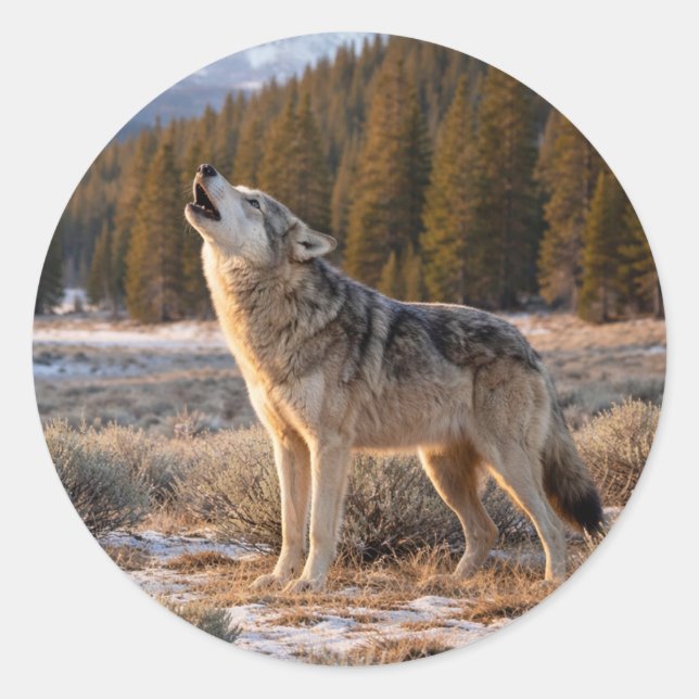 Pegatina Redonda Wildlife Howling Gray Wolf Wilderness Scene (Anverso)