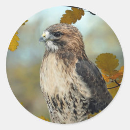 Pegatina Redonda Wildlife Red Tail Hawk Autumn Photo